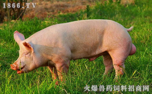 猪吃麸皮真的省钱吗？养殖户亲测30天数据公开，效果如何？