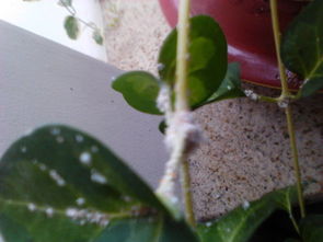 乐果的使用方法