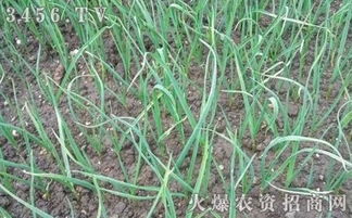 大蒜田除草剂的选择