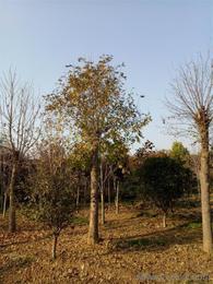 基地白蜡树苗价格