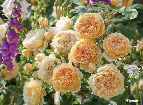 薰衣草花环的故事