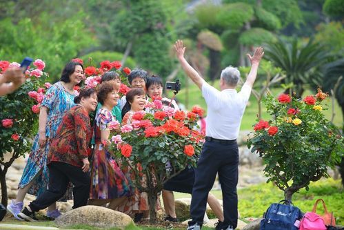 品种选择和嫁接方法， 让你种出理想的树状月季