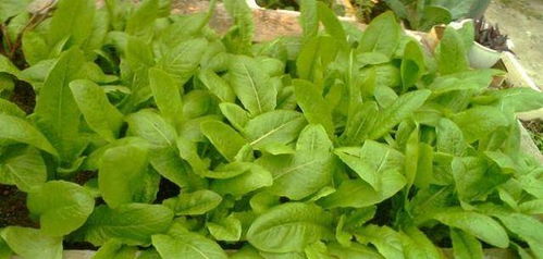 莴笋叶子有油是农药残留吗？这是正常的吗？