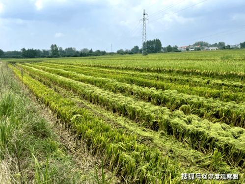 影响因素：气候、 土壤、技术