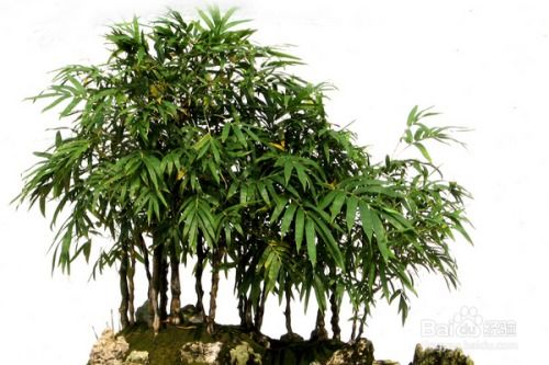 侧柏室内养护可行