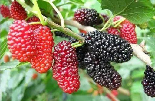 桑葚与罗汉果的变质征兆：揭秘花卉保鲜秘诀