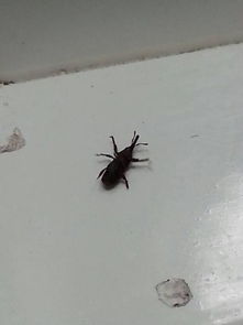 家里小虫子杀不死，愁死我了！