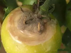 生物农药的应用