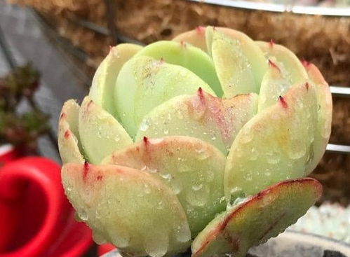 多肉植物为何会突然化水？