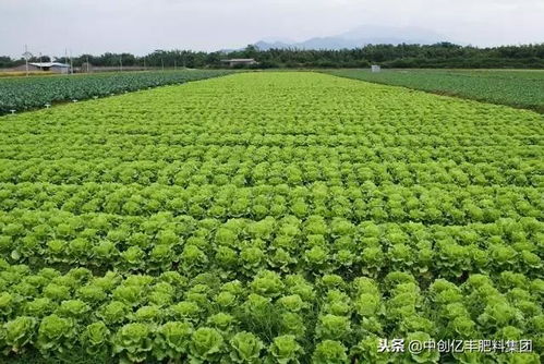 自家种菜， 菜价上涨，geng想自己动手了