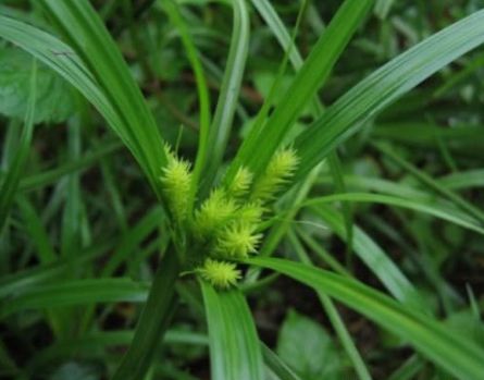 无心草形似野草，喜生长于荒野、山坡、路边
