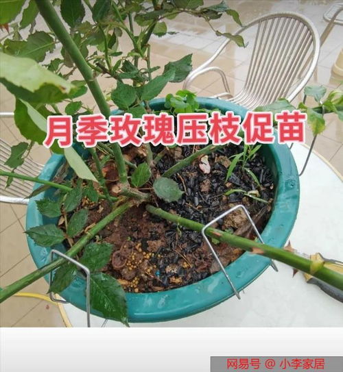 先来聊聊这个阳炎月季