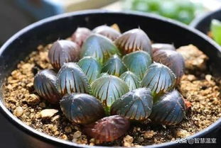 多肉玉露冬季怎么养殖？如何安全度过寒冷季节