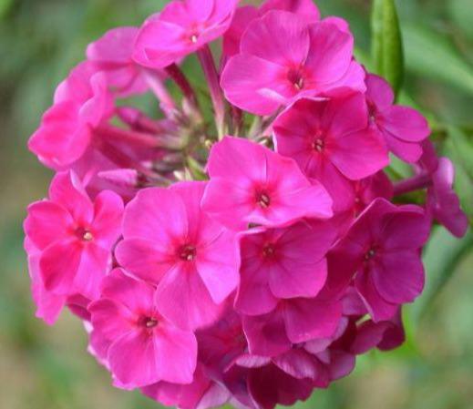 美女樱：普通中见非凡