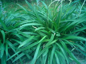 麦冬与园林树木的搭配