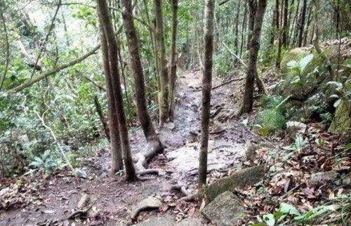 32. 常见松树品种的价格