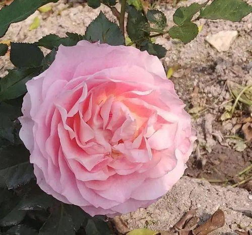 错误2：贪便宜土