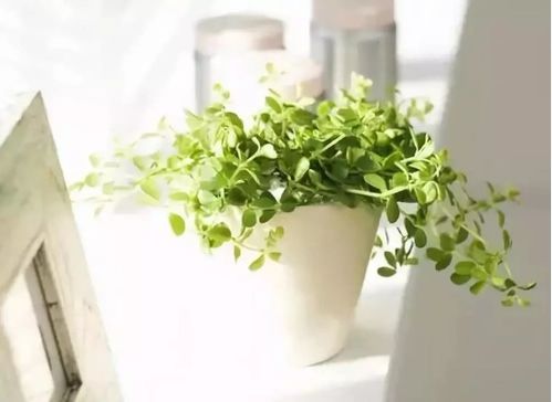 耐踩踏植物经济性对比