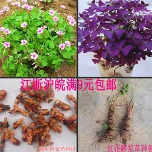 种植方法大揭秘