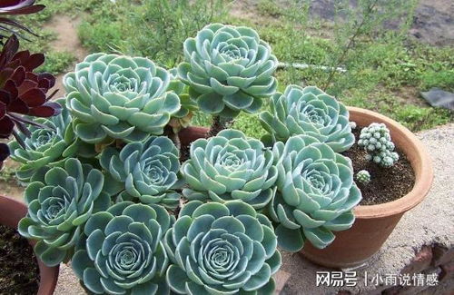 形态各异， 美得不像话