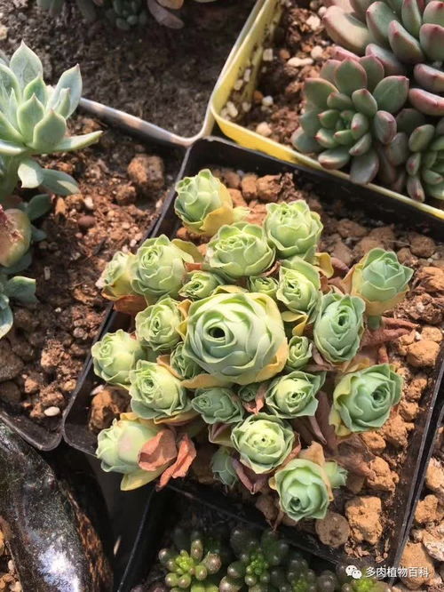 多肉芙蓉雪莲怎么养？保持充足光照