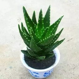 净化空气，家里变清新