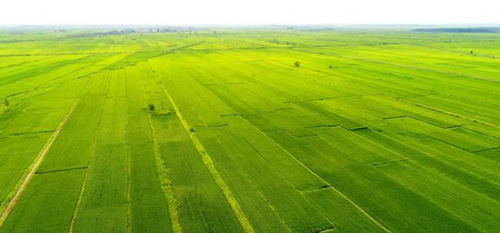 盐碱地， 那片待开发的绿洲