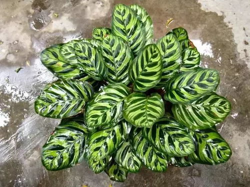 孔雀竹芋有毒吗？家里养了这种植物