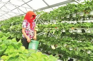 未来农药替代方案探秘