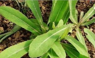 曲麻菜的种植与管理