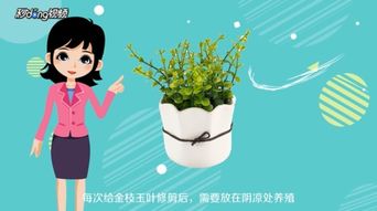 金枝绿叶修剪时如何正确操作并避免损伤