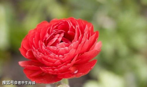 牡丹花色与品种息息相关，究竟哪些品种拥有最绚烂的色彩