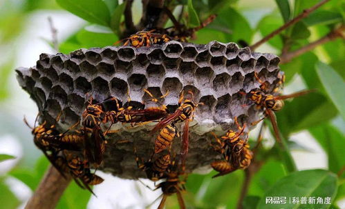 杀虫剂能否有效杀灭马蜂蜂巢，彻底根除马蜂的威胁？