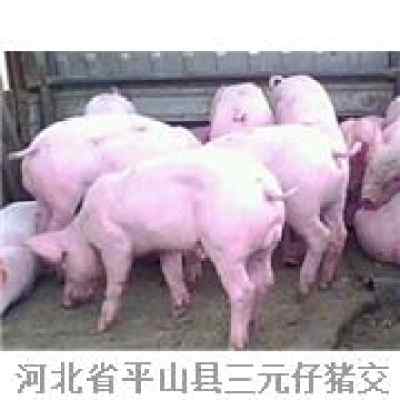 明年平山县仔猪交易市场养猪行情如何，价格会上涨还是下跌？