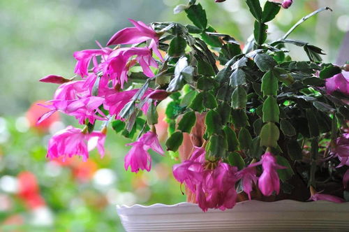 蟹爪兰：冬季的盛开小花