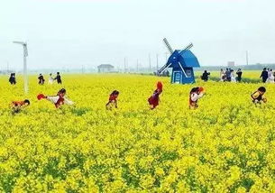 油菜花：双性花，爆款花卉，花界焦点！