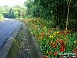 冷季型草坪， 生长优势