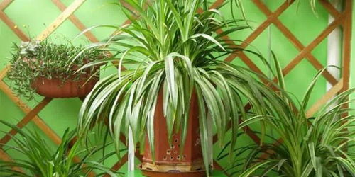 室内植物， 选择有讲究