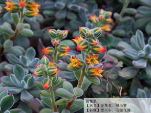 繁殖方法， 锦晃星的传承