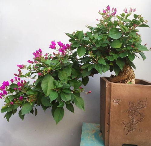 三角梅不开花？施肥、修剪、光照都到位了吗