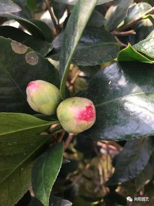 选择合适的茶花品种
