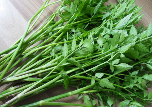 芹菜种植过程中需要打农药吗？