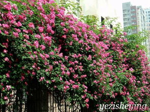 蔷薇的经济价值，你知道吗？