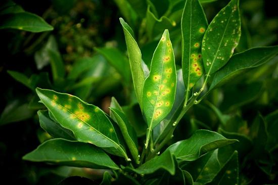 2. 水分管理不当，叶子黄了咋整？