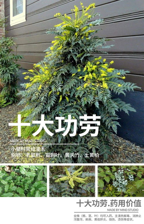 冬季园林植物养护全攻略