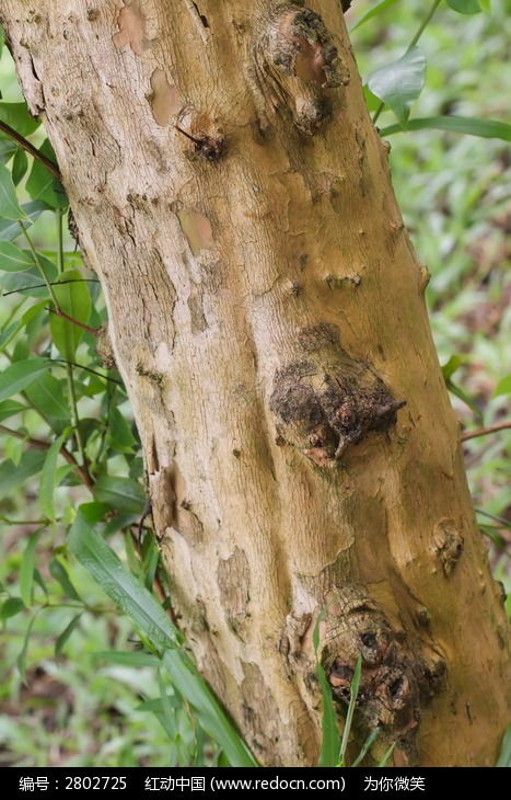 树根下的花海，你见过吗？