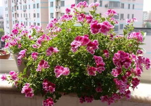 大花天竺葵的养护