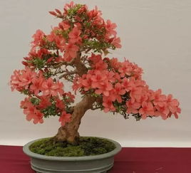 杜鹃盆景冬天如何养护？如何保证其安全越冬