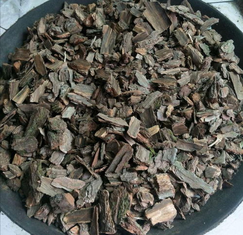 松树皮养兰花，天然护兰神器！