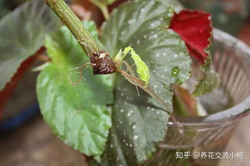秋海棠叶子塌了是缺水还是病虫害